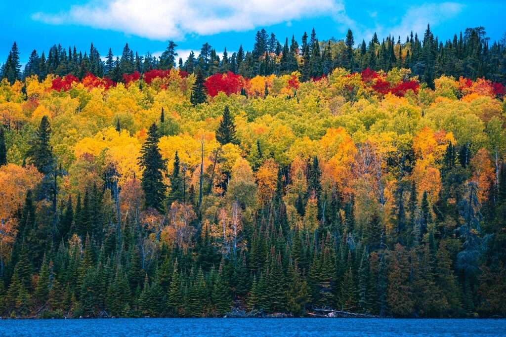forest, woods, lake-5597499.jpg