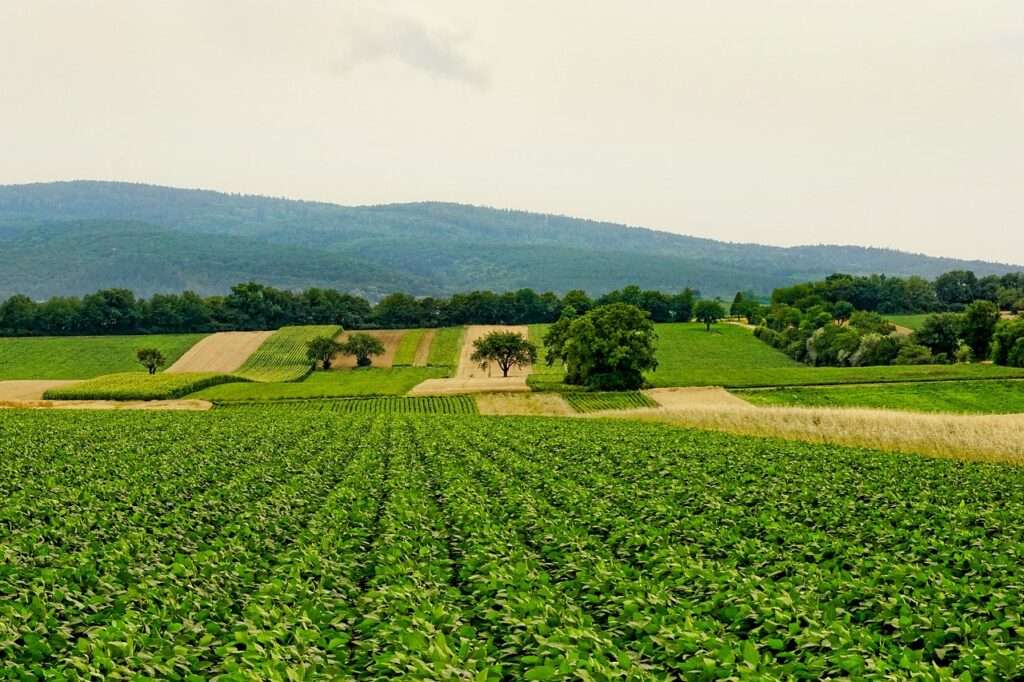 nature, fields, agriculture-3526840.jpg