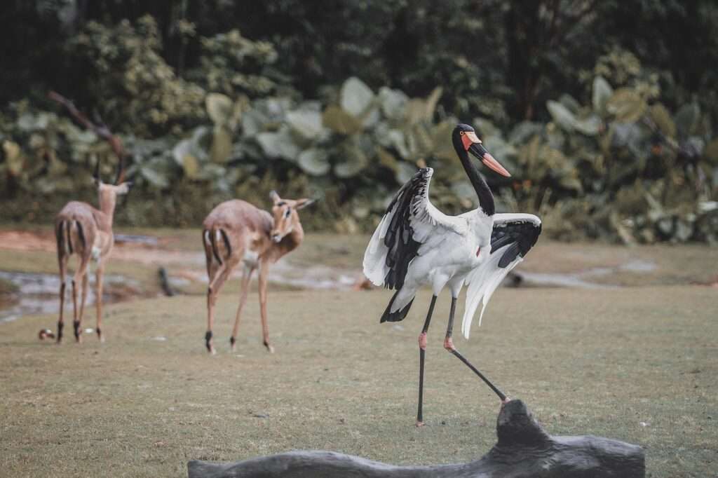 stork, deer, wildlife-5828727.jpg