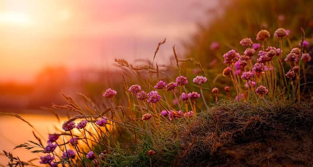 Macro Photography of Pink Flowers
