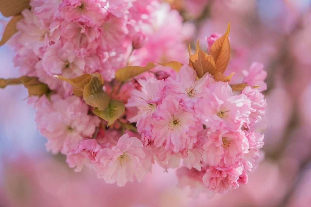 cherry blossom, flowers, beautiful flowers